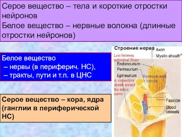 Серое вещество – тела и короткие отростки нейронов Белое вещество – нервные