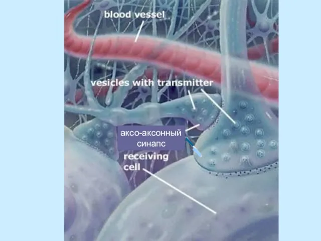 аксо-аксонный синапс