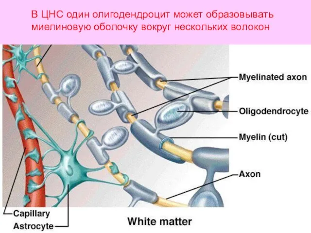 В ЦНС один олигодендроцит может образовывать миелиновую оболочку вокруг нескольких волокон