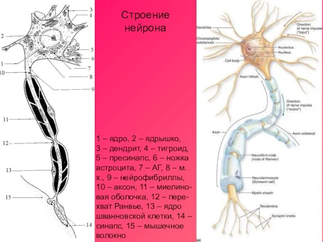 1 – ядро, 2 – ядрышко, 3 – дендрит, 4 – тигроид,