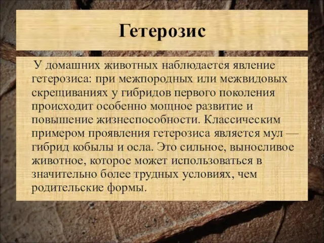 Гетерозис У домашних животных наблюдается явление гетерозиса: при межпородных или межвидовых скрещиваниях