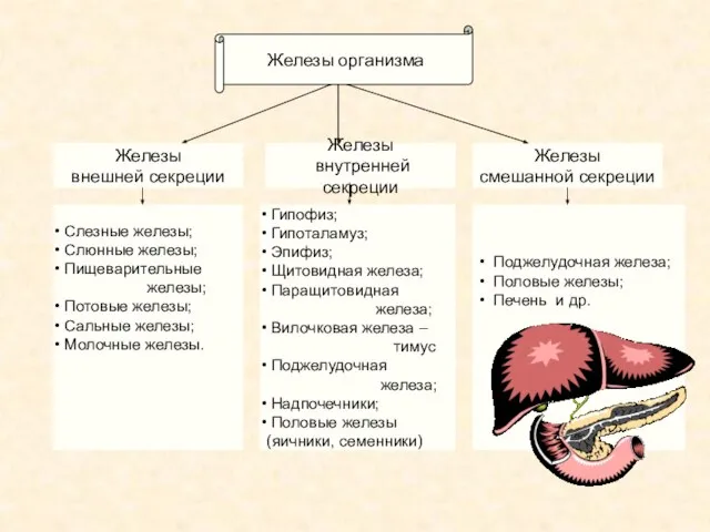 Железы внутренней секреции Железы смешанной секреции Железы внешней секреции Слезные железы; Слюнные