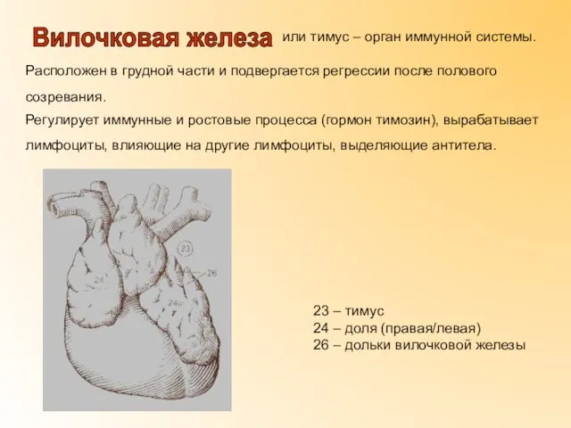 или тимус – орган иммунной системы. Расположен в грудной части и подвергается