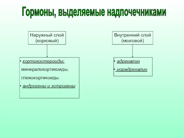 Наружный слой (корковый) Внутренний слой (мозговой) кортикостероиды: минералокортикоиды, глюкокортикоиды. андрогены и эстрогены