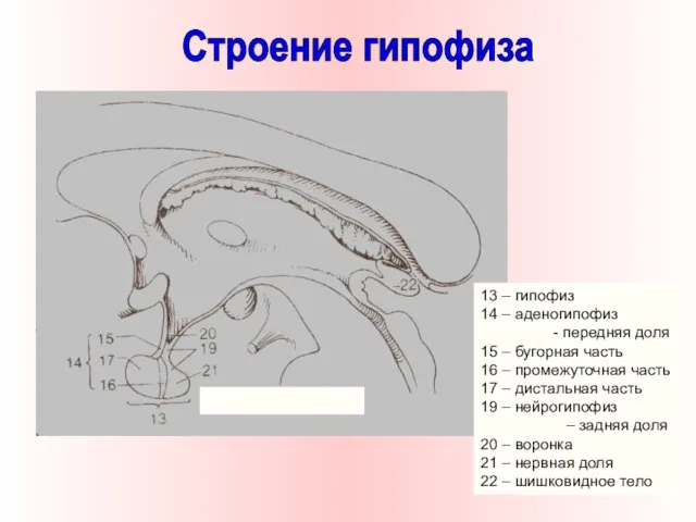 13 – гипофиз 14 – аденогипофиз - передняя доля 15 – бугорная