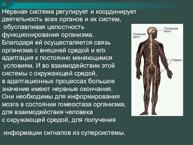 Нервная система регулирует и координирует деятельность всех органов и их систем, обуславливая