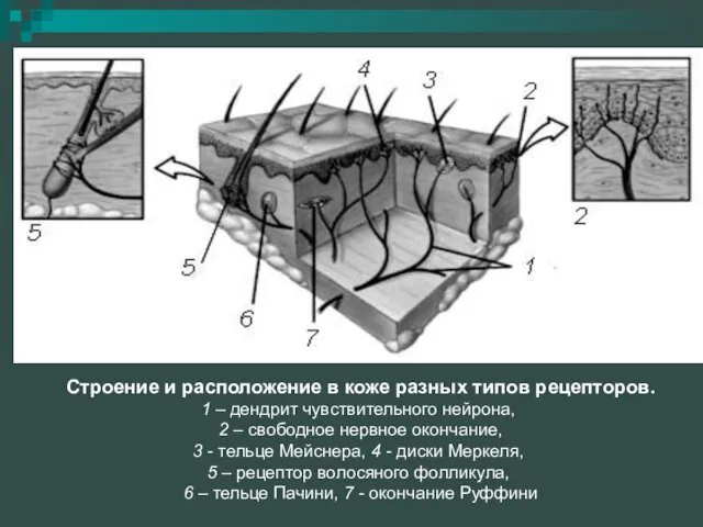 Строение и расположение в коже разных типов рецепторов. 1 – дендрит чувствительного