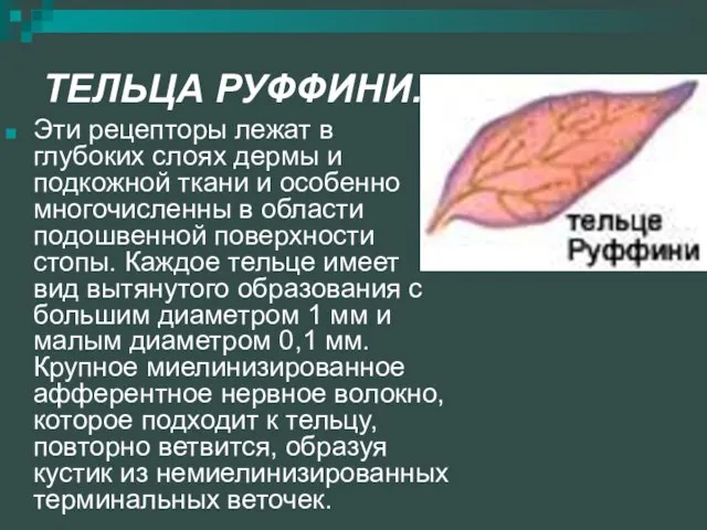 ТЕЛЬЦА РУФФИНИ. Эти рецепторы лежат в глубоких слоях дермы и подкожной ткани