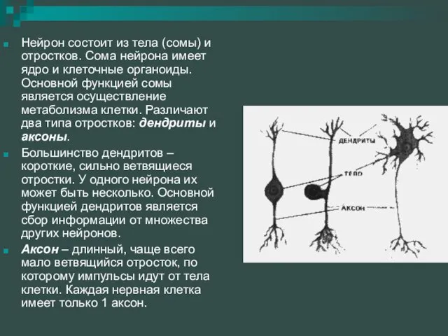 Нейрон состоит из тела (сомы) и отростков. Сома нейрона имеет ядро и