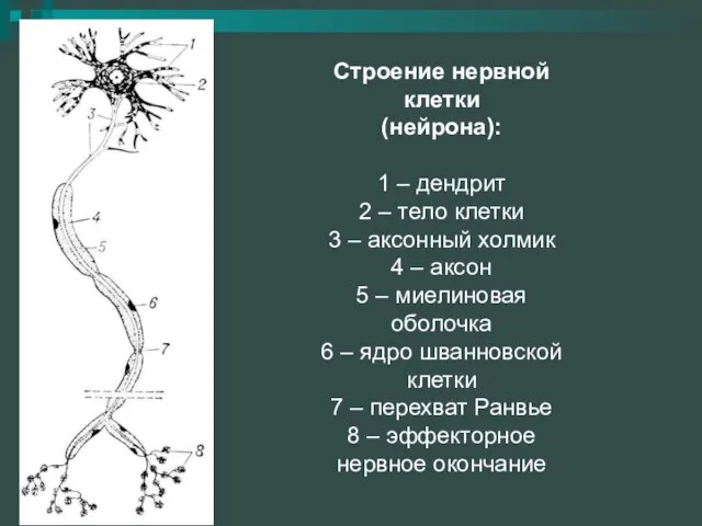 Строение нервной клетки (нейрона): 1 – дендрит 2 – тело клетки 3