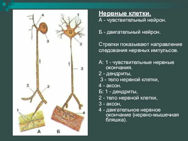 Нервные клетки. А - чувствительный нейрон. Б - двигательный нейрон. Стрелки показывают