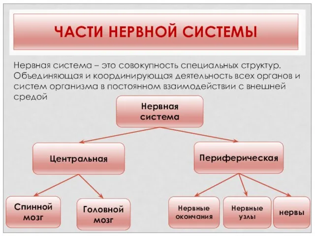 ЧАСТИ НЕРВНОЙ СИСТЕМЫ Нервная система Центральная Периферическая Спинной мозг Головной мозг Нервные