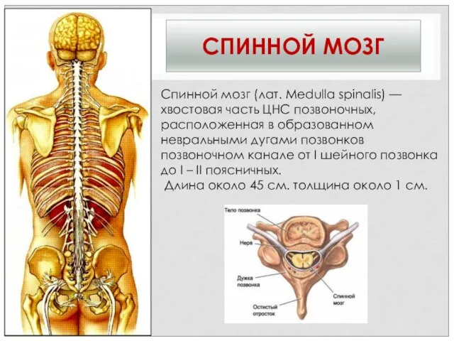 СПИННОЙ МОЗГ Спинной мозг (лат. Medulla spinalis) —хвостовая часть ЦНС позвоночных, расположенная