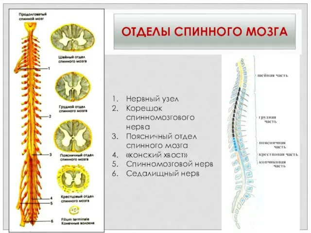 ОТДЕЛЫ СПИННОГО МОЗГА Нервный узел Корешок спинномозгового нерва Поясничный отдел спинного мозга