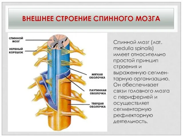 ВНЕШНЕЕ СТРОЕНИЕ СПИННОГО МОЗГА Спинной мозг (лат. medulla spinalis) имеет относительно простой