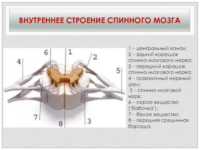 ВНУТРЕННЕЕ СТРОЕНИЕ СПИННОГО МОЗГА 1 – центральный канал; 2 – задний корешок