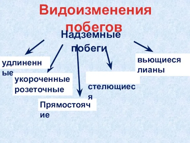 Видоизменения побегов Надземные побеги удлиненные укороченные розеточные Прямостоячие стелющиеся вьющиеся лианы