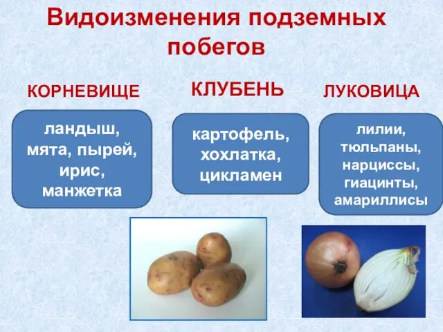 Видоизменения подземных побегов КОРНЕВИЩЕ ландыш, мята, пырей, ирис, манжетка картофель, хохлатка, цикламен