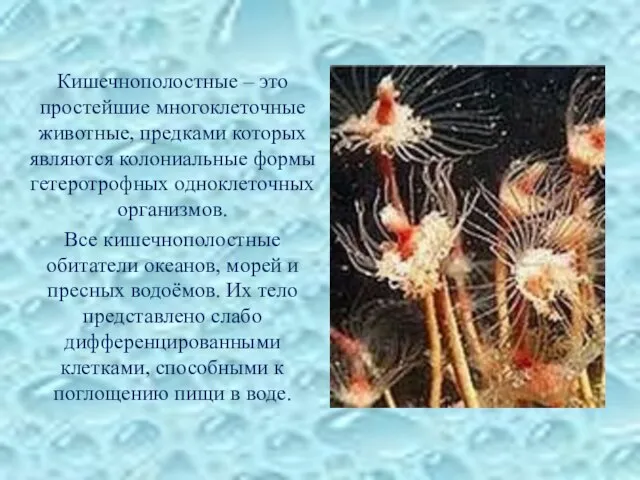 Кишечнополостные – это простейшие многоклеточные животные, предками которых являются колониальные формы гетеротрофных