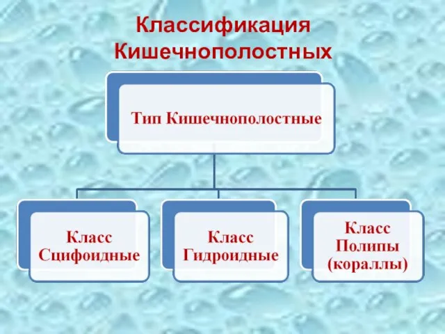 Классификация Кишечнополостных