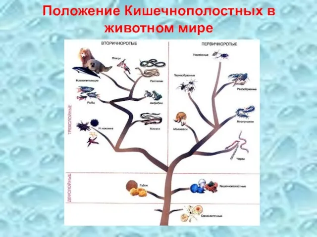 Положение Кишечнополостных в животном мире