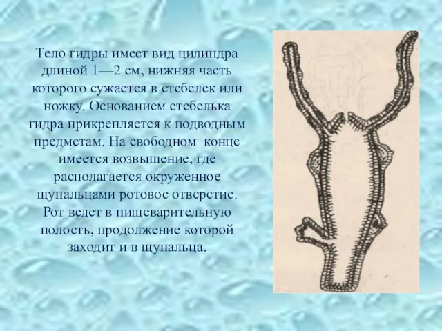 Тело гидры имеет вид цилиндра длиной 1—2 см, нижняя часть которого сужается