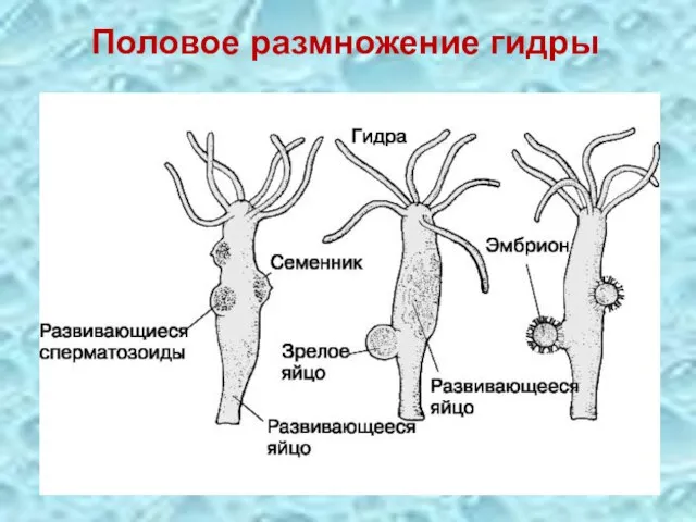 Половое размножение гидры