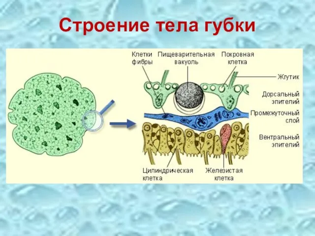 Строение тела губки