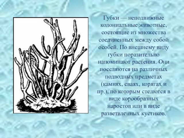 Губки — неподвижные колониальные животные, состоящие из множества соединенных между собой особей.