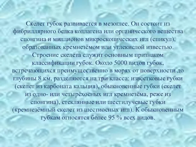 Скелет губок развивается в мезоглее. Он состоит из фибриллярного белка коллагена или