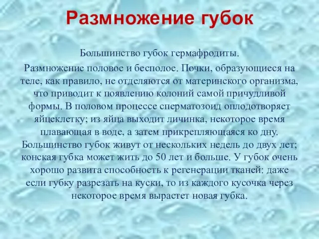 Размножение губок Большинство губок гермафродиты. Размножение половое и бесполое. Почки, образующиеся на