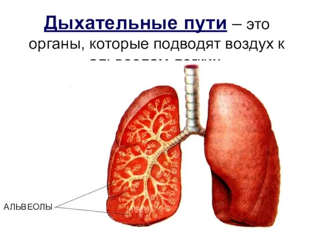 Дыхательные пути – это органы, которые подводят воздух к альвеолам легких. АЛЬВЕОЛЫ