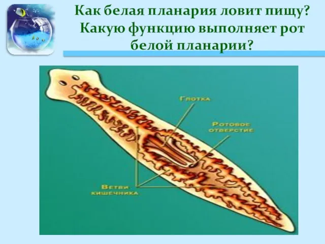 Как белая планария ловит пищу? Какую функцию выполняет рот белой планарии?