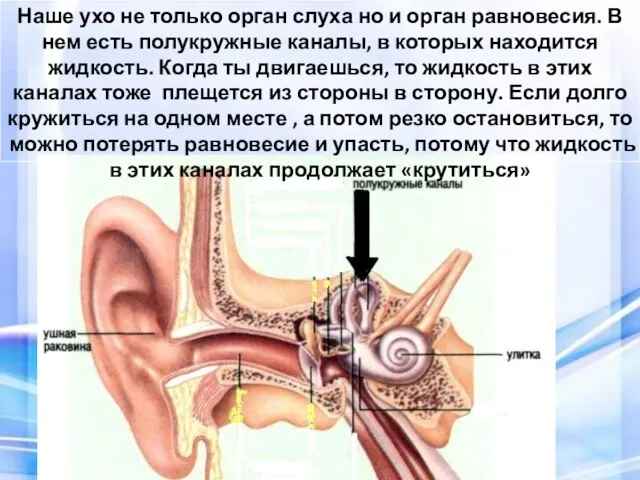 Наше ухо не только орган слуха но и орган равновесия. В нем