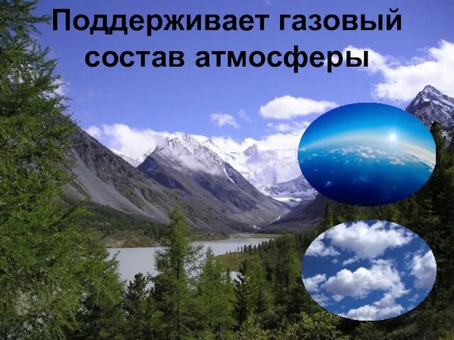 Поддерживает газовый состав атмосферы