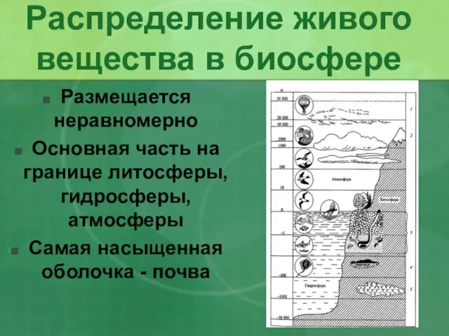 Распределение живого вещества в биосфере Размещается неравномерно Основная часть на границе литосферы,