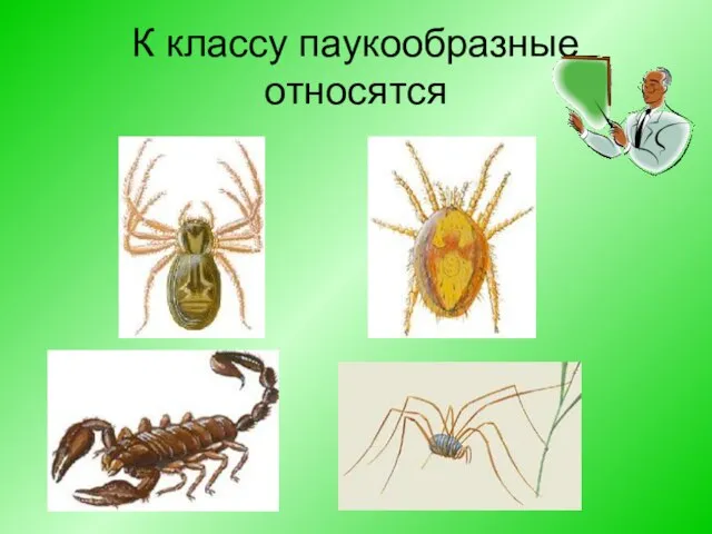 К классу паукообразные относятся