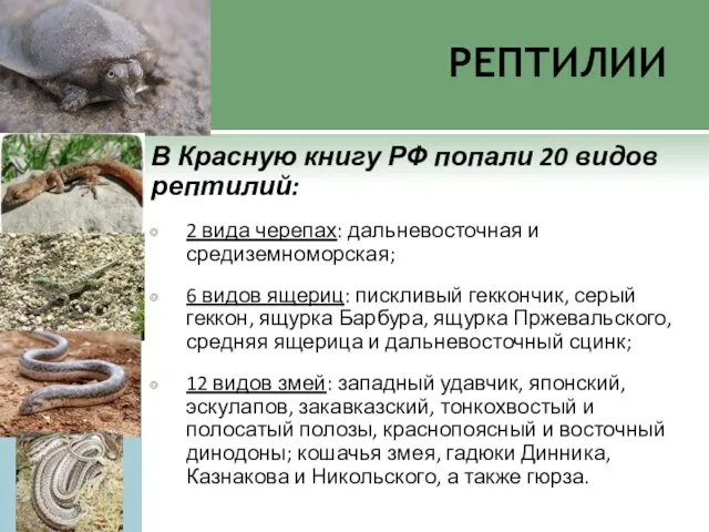 рептилии В Красную книгу РФ попали 20 видов рептилий: 2 вида черепах: