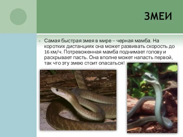 змеи Самая быстрая змея в мире – черная мамба. На коротких дистанциях