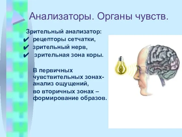 Анализаторы. Органы чувств. Зрительный анализатор: рецепторы сетчатки, зрительный нерв, зрительная зона коры.