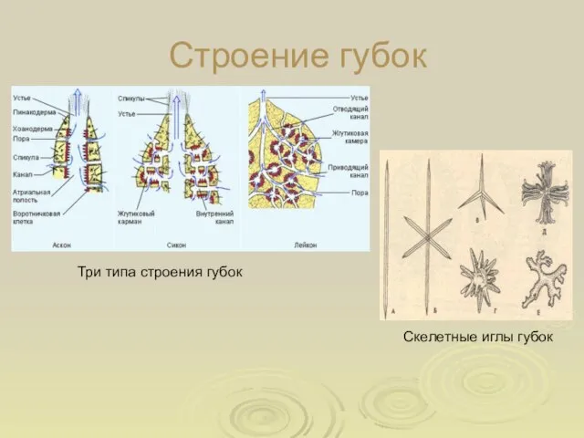 Строение губок Три типа строения губок Скелетные иглы губок