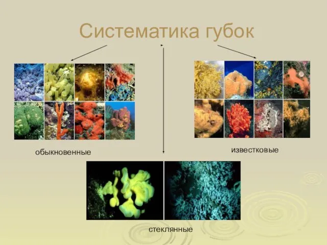 Систематика губок обыкновенные известковые стеклянные