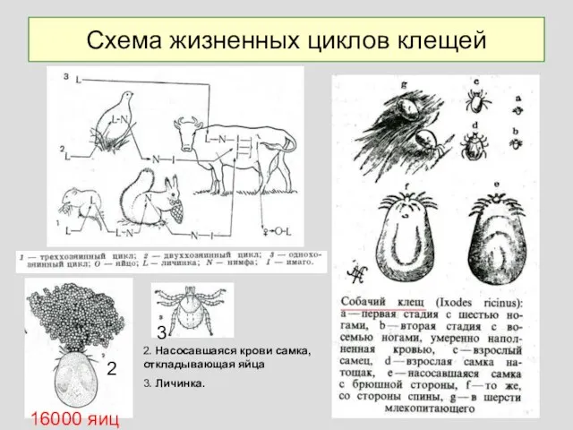 Схема жизненных циклов клещей 2. Насосавшаяся крови самка, откладывающая яйца 3. Личинка. 16000 яиц 2 3