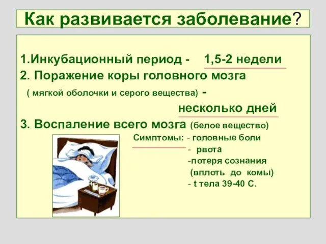 Как развивается заболевание? 1.Инкубационный период - 1,5-2 недели 2. Поражение коры головного