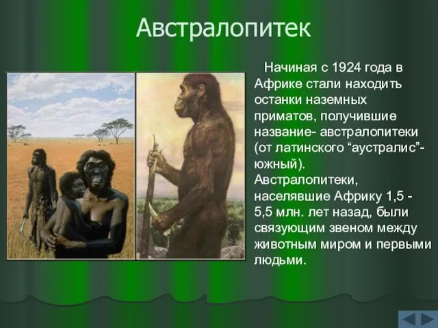 Австралопитек Начиная с 1924 года в Африке стали находить останки наземных приматов,