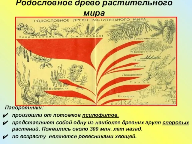 Родословное древо растительного мира Папоротники: произошли от потомков псилофитов, представляют собой одну