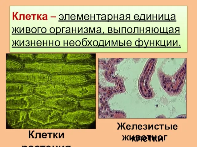 Клетка – элементарная единица живого организма, выполняющая жизненно необходимые функции. Клетки растения Железистые клетки животного