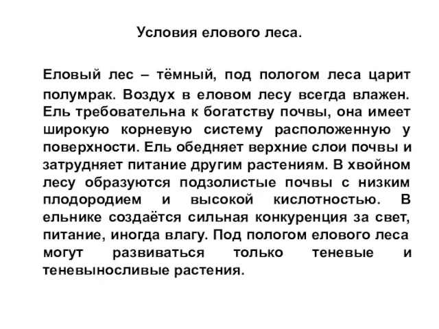 Условия елового леса. Еловый лес – тёмный, под пологом леса царит полумрак.