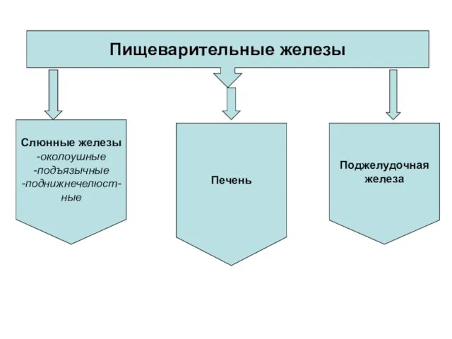 Пищеварительные железы Слюнные железы -околоушные -подъязычные -поднижнечелюст- ные Печень Поджелудочная железа