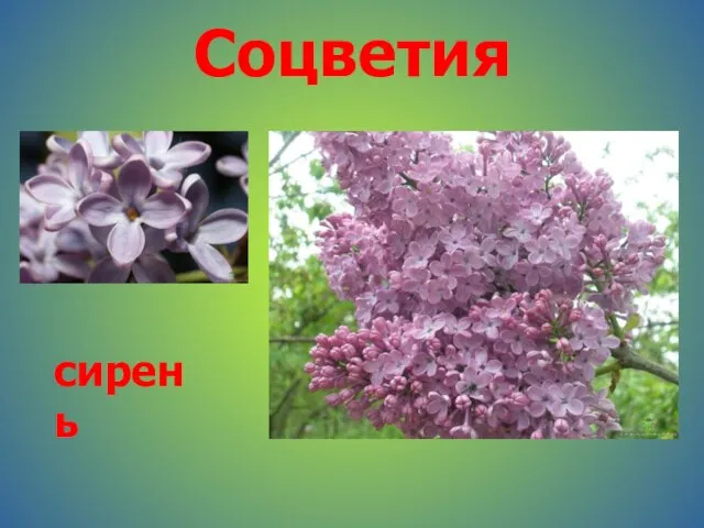 Соцветия сирень